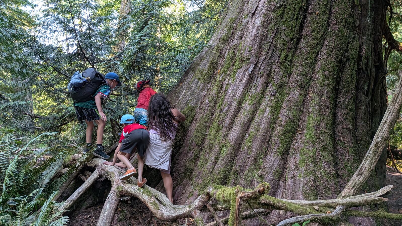 Children climbing on the roots of a massive cedar tree