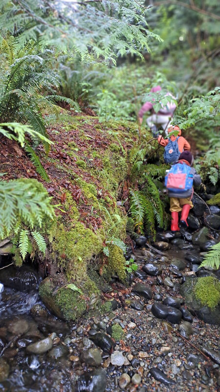 Children hiking a fern-lined forest trail with backpacks