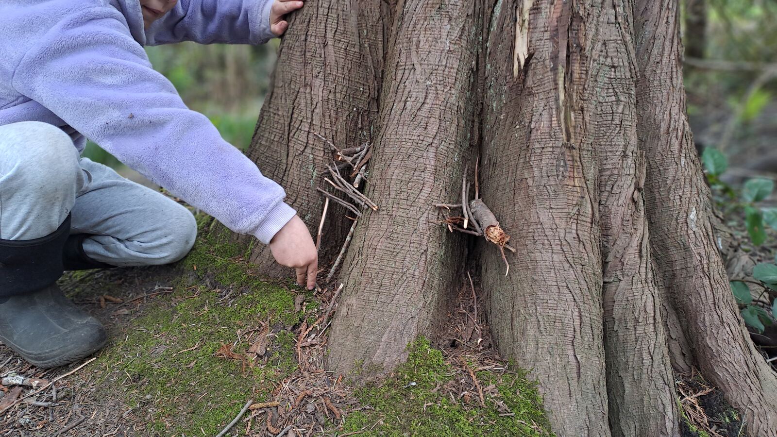 A mentor showing a child moss and bark on a cedar tree
