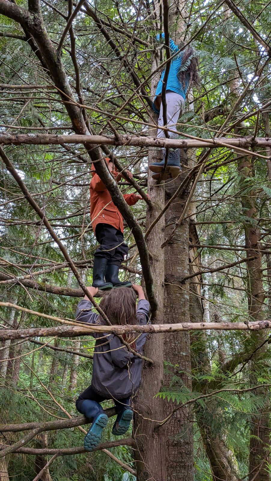 Children climbing high into a tree together